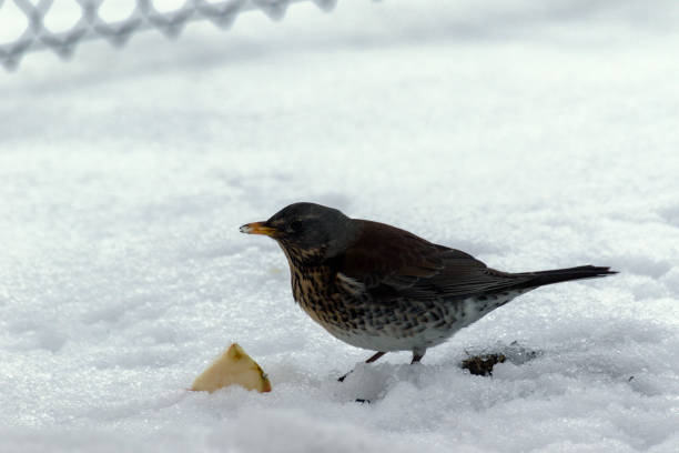 istock little robin in the snow looking for food 641107472