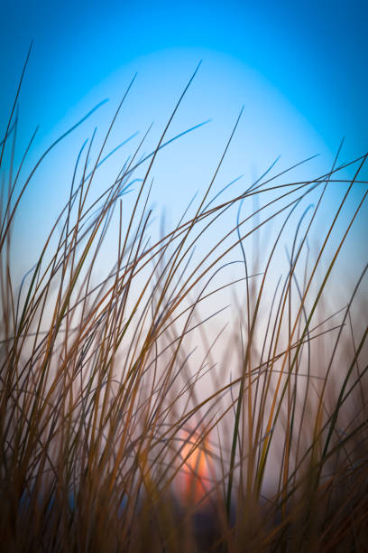 Homeward Through the Thicket Bunch of grass and blue sky at twilight with defocused illuminated lighthouse at background homeward stock pictures, royalty-free photos & images