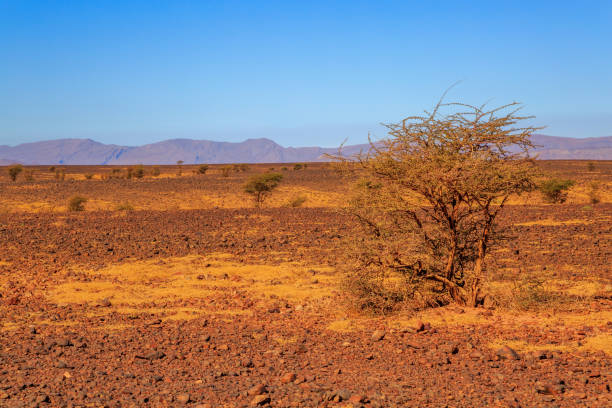 istock Beautiful Moroccan Mountain landscape with acacia tree in foreground 641112834