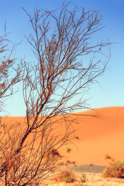 istock Beautiful Moroccan Mountain landscape with dry shrubs in foreground 641112926