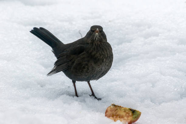 istock female blackbird on the snow in winter 641113004