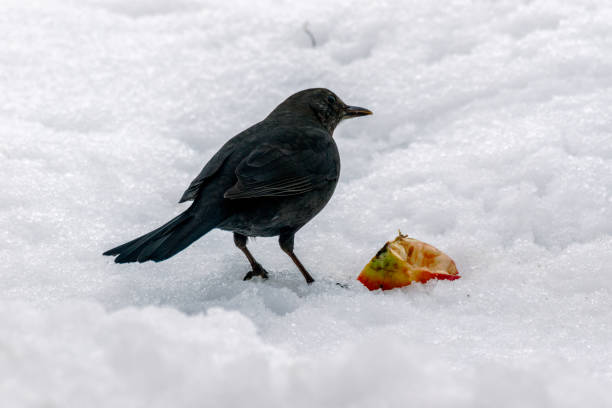istock female blackbird on the snow in winter 641113624