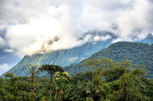 istock Mountain background with trees, plants, green vegetation and clouds 641115796