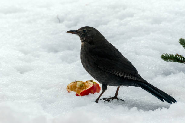 istock female blackbird on the snow in winter 641116774