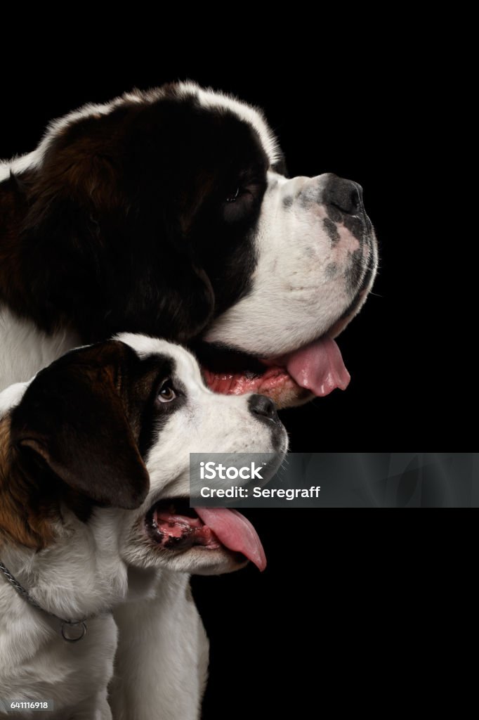 Two Saint Bernard Dog, Puppy and her Mom on Isolated Black Background Close-up Head of Two Saint Bernard Dog, Puppy and her Mom on Isolated Black Background, Profile view Front View Stock Photo