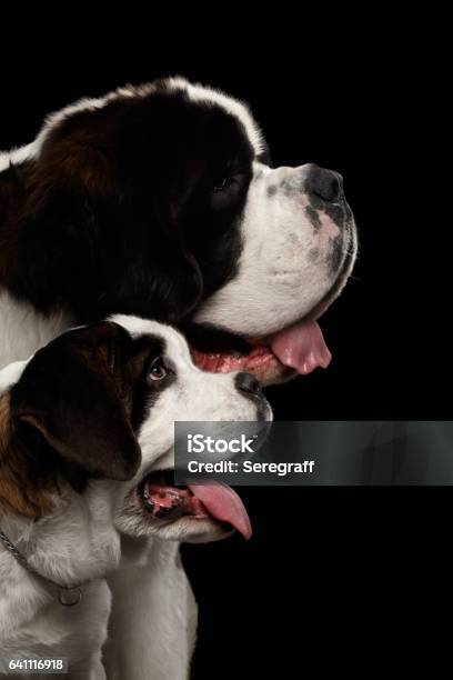 Two Saint Bernard Dog Puppy And Her Mom On Isolated Black Background Stock Photo - Download Image Now