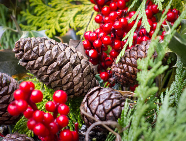 istock Pine Cones and Holly Berries 641117300