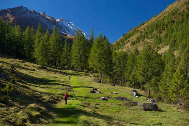 Embrace the picturesque sight of the Carpathian mountains near Pilipets village on a sunny summer day, with lush grass covering the meadows, inviting you to immerse in the beauty of nature