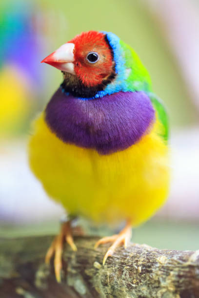 The Gouldian finch The Gouldian finch (Erythrura gouldiae, male), aka the Lady Gouldian finch, Goulds finch or the rainbow finch, is a colourful passerine bird endemic to Australia gouldian finch stock pictures, royalty-free photos & images