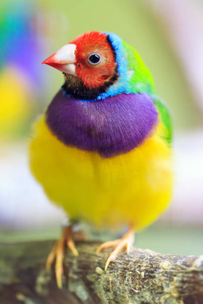 the gouldian finch - gouldian finch imagens e fotografias de stock