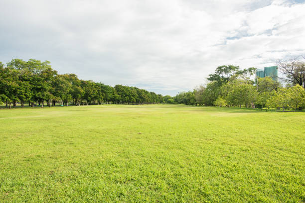 istock Green grass field in park at city center 641121368