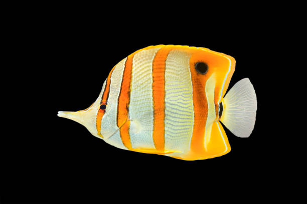 copperband butterflyfish na czarnym - copperband butterflyfish zdjęcia i obrazy z banku zdjęć