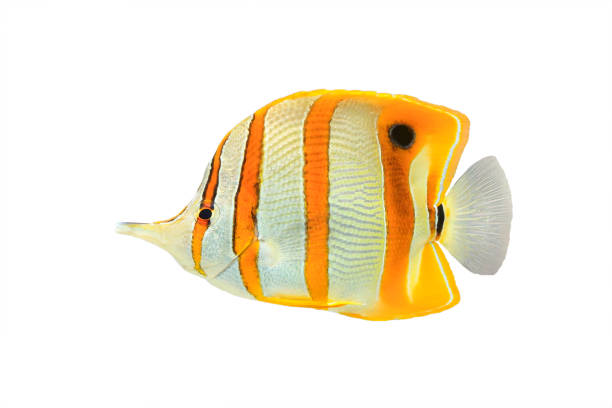 copperband-falterfisch  - copperband butterflyfish stock-fotos und bilder