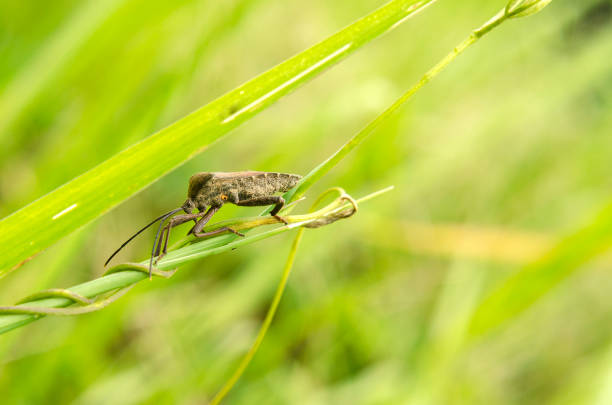 istock the insects are not known 641124728