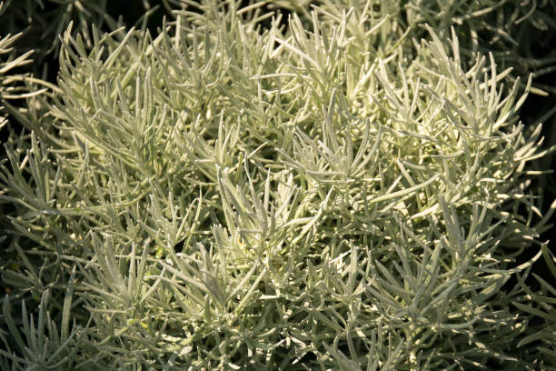 istock Close up herb leaf - Rosemary  or Rosmarinus officinalis 641125540