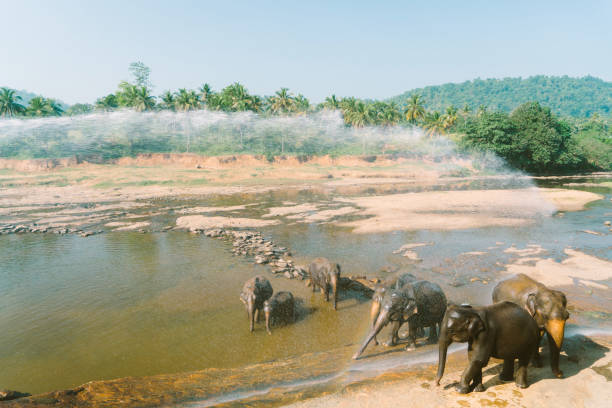 istock Elephants bathing in Pinnavella 641126168