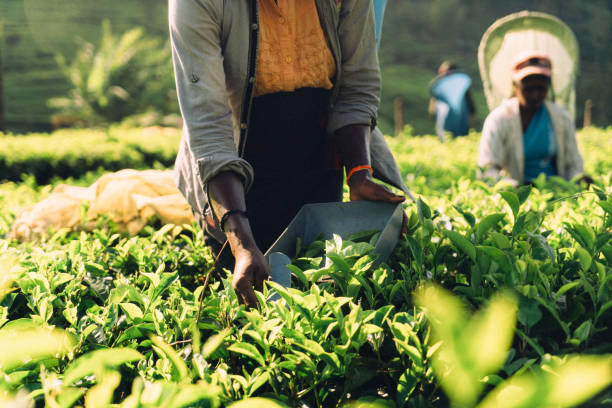 donna che raccoglie il tè in sri lanka - tea pickers foto e immagini stock