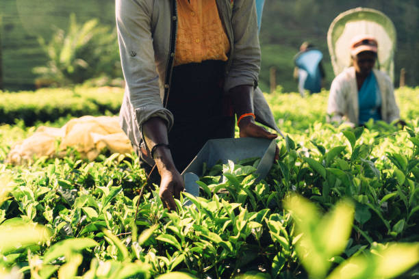 Woman picking tea in Sri Lanka