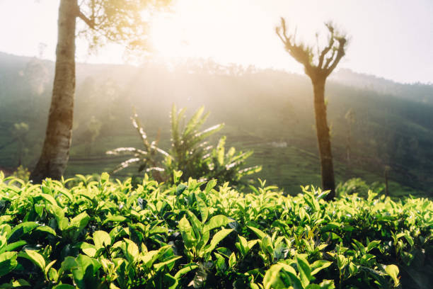 istock Tea plantation in Sri Lanka 641126266