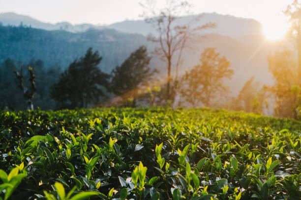 istock Tea plantation in Sri Lanka 641126322