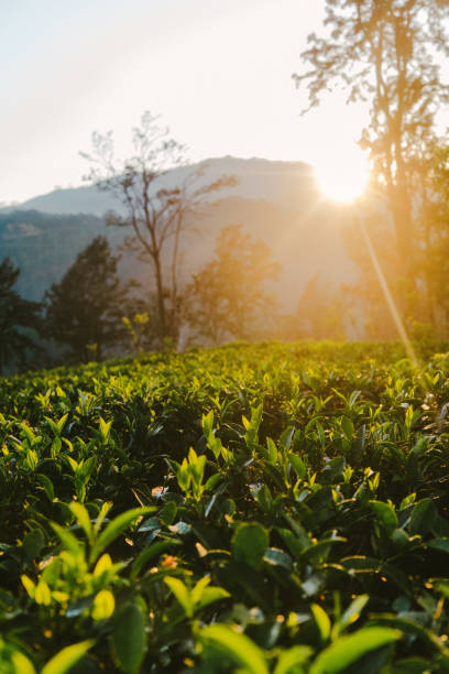 istock Tea plantation in Sri Lanka 641126344