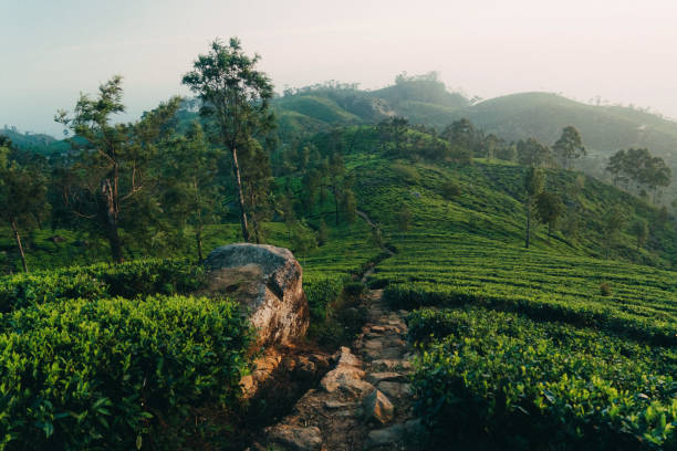istock Tea plantation in Sri Lanka 641126398
