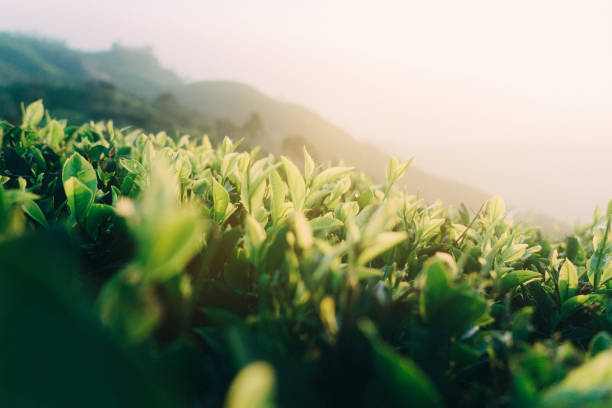 plantation de thé au sri lanka  - tea crop photos et images de collection