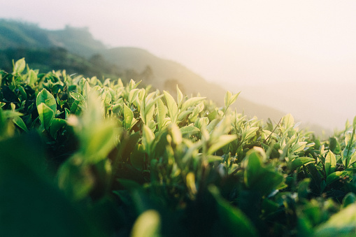 Picturesque view of tea plantation in Sri Lanka