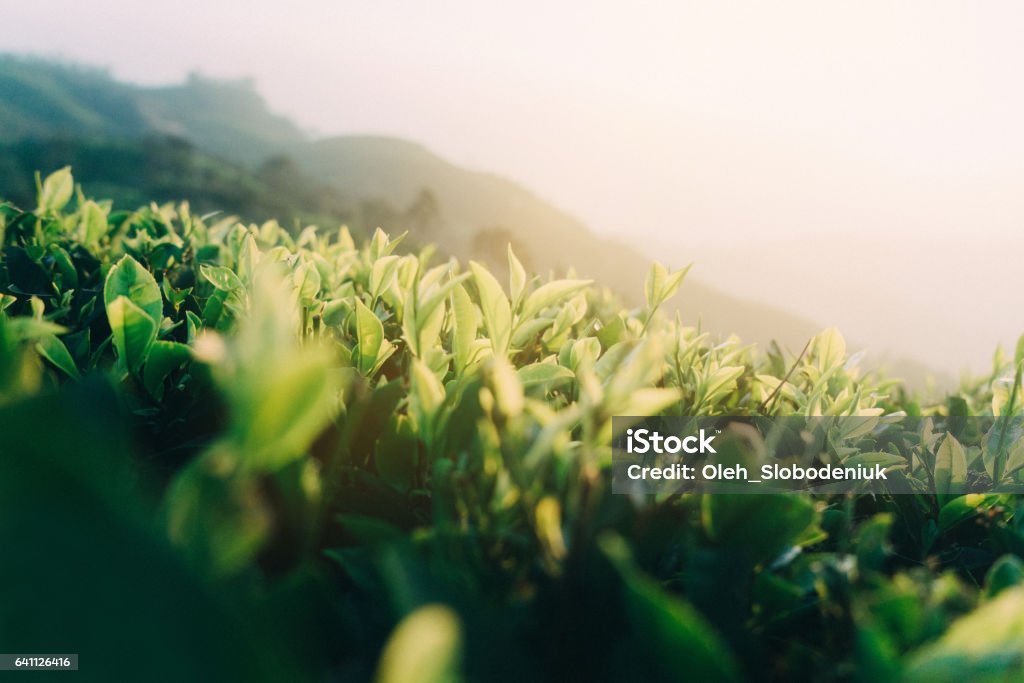 Tea plantation in Sri Lanka Picturesque view of tea plantation in Sri Lanka Tea Crop Stock Photo