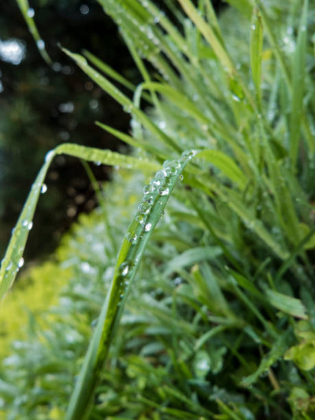 istock Close up of dew-drops on grass 641134304