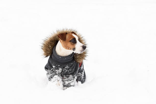 istock Winter doggy fashion: dog wearing apparel with fur collar 641134440