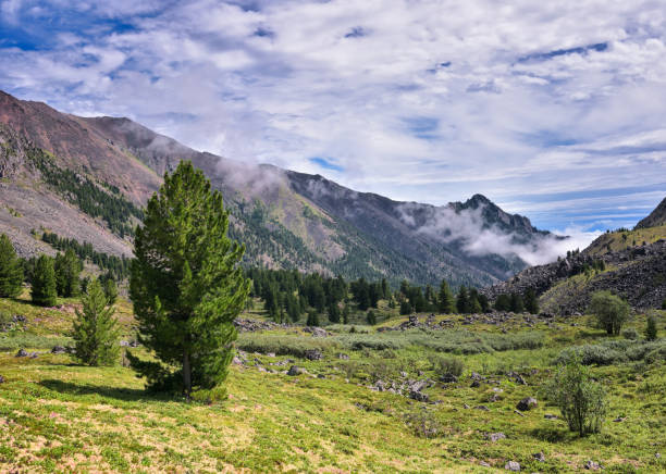 istock Siberian pine and mountain tundra 641134662