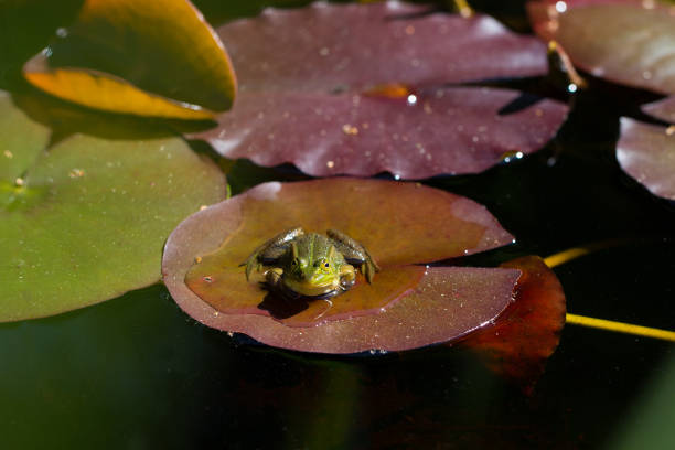 istock portrait of green frog (Rana esculenta) sitting on a leaf 641134682