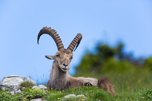 Natural alpine ibex sitting in meadow with blue sky