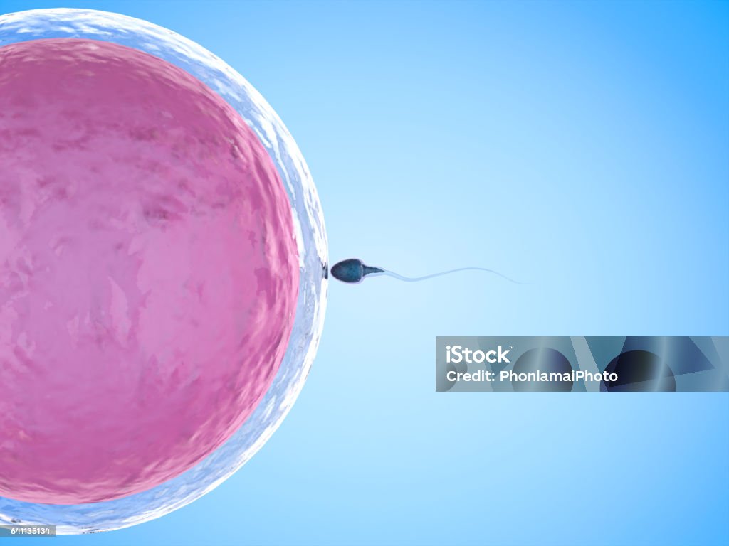 sperm with ovum 3d rendering sperm fertilize with ovum Human Fertility Stock Photo