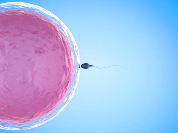 sperm with ovum stock photo