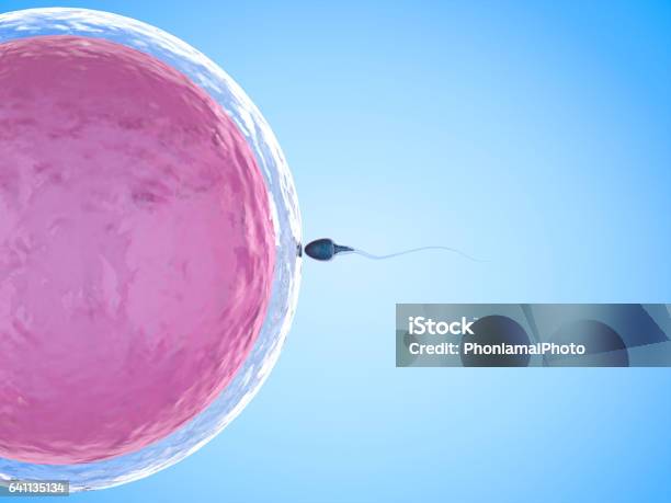 Sperm With Ovum Stock Photo - Download Image Now - Human Fertility, Sperm, Human Egg