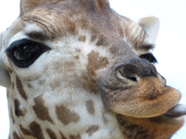 istock Portrait of giraffe 641135198