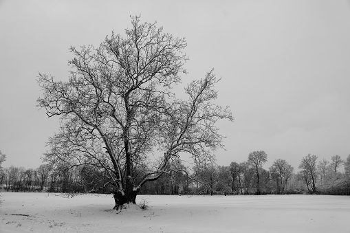 An old Sycamore Tree stands alone in a snowy pasture.