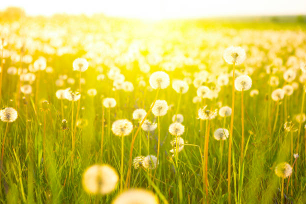 istock Meadow Of Dandelions to Make Dandelion Wine. 641138354