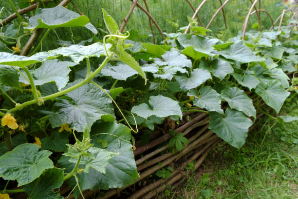 istock medieval style cucumber garden 641139206