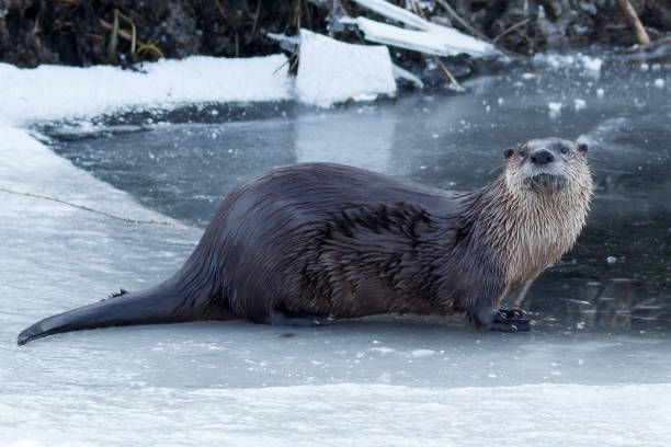 istock River otter sitting on the ice 641145374