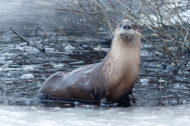 istock River otter sitting on the ice 641145442