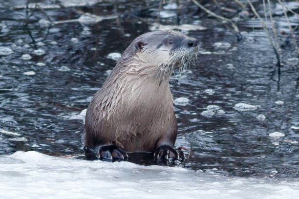 istock River otter swimming near the ice 641145456