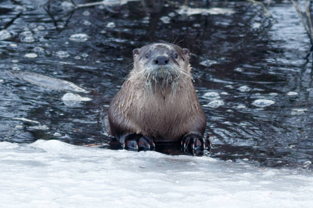 istock River otter swimming near the ice 641145464