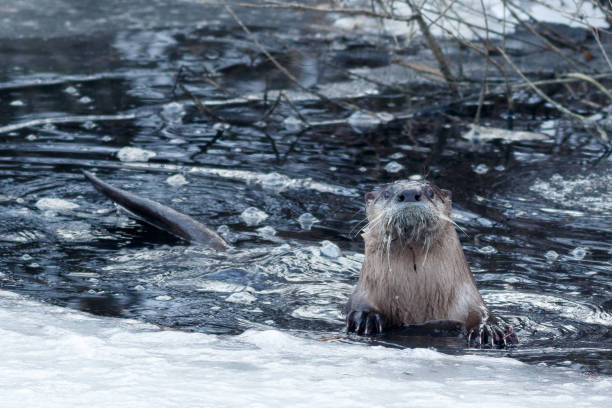istock River otter swimming near the ice 641145466