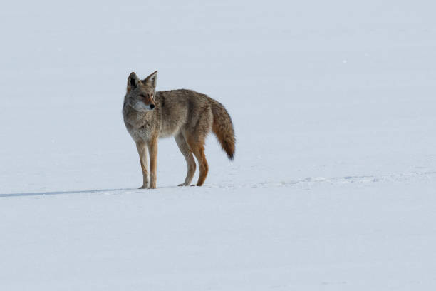 istock Coyote standing on the snow 641145508