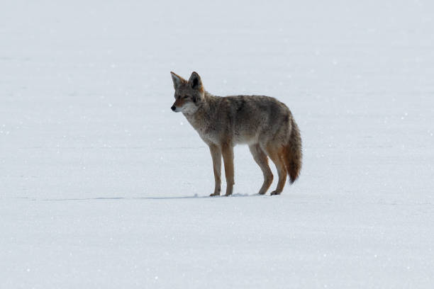 istock Coyote standing on the snow 641145518