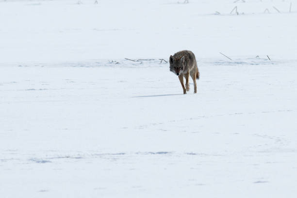 istock Coyote walking on the snow 641145544