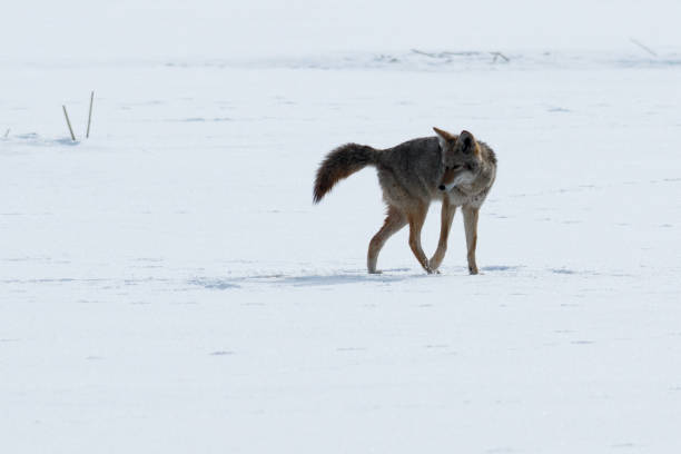 istock Coyote walking on the snow 641145578